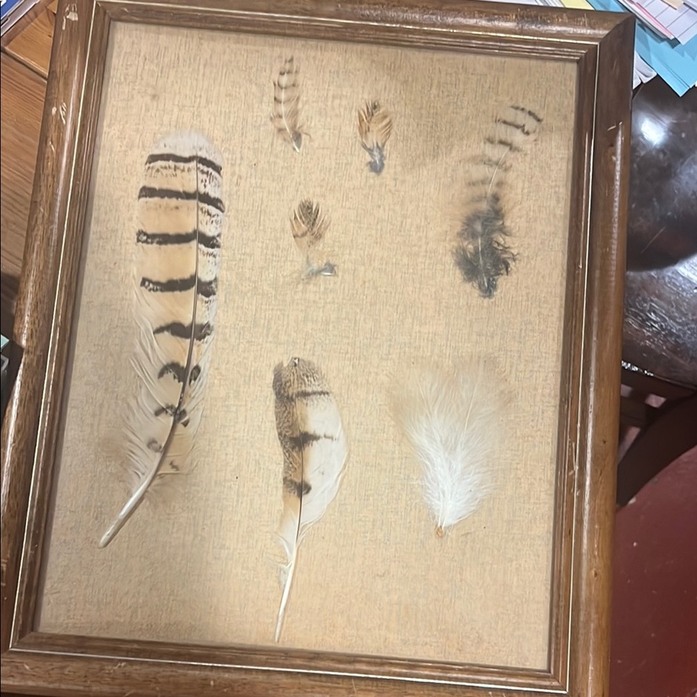 Framed Feather Collection Display